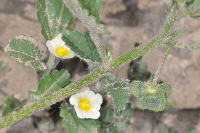 Krapovickasia flavescens, photographed by aacocucci