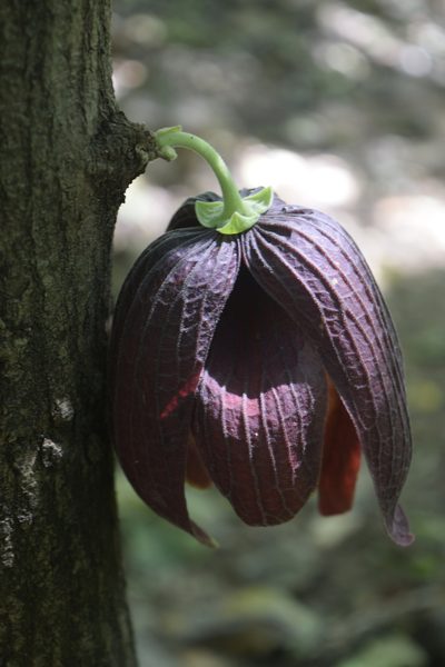 Sapranthus palanga, photographed by Saban-Sequén, E.A.