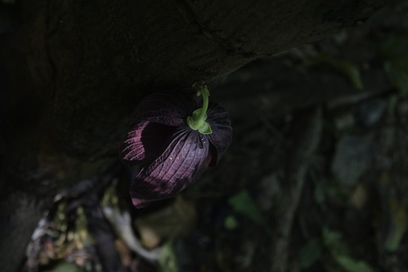 Sapranthus palanga, photographed by Saban-Sequén, E.A.