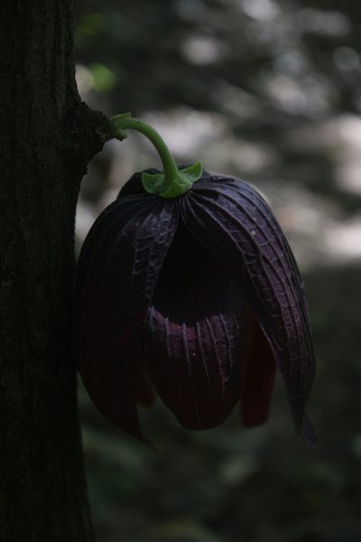 Sapranthus palanga, photographed by Saban-Sequén, E.A.