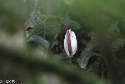 Anthurium monteverdense, photographed by lallen
