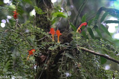 Columnea microcalyx, photographed by lallen