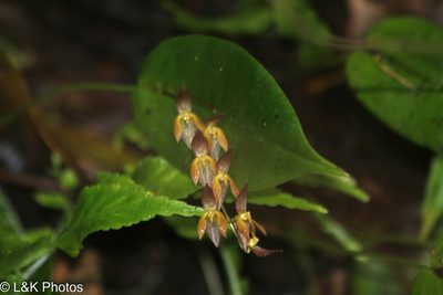 Pleurothallis rowleei, photographed by lallen