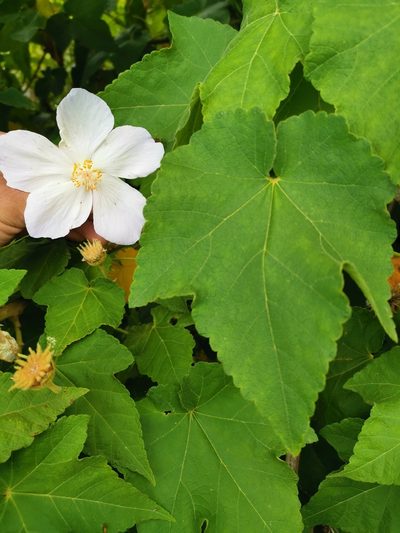 Corynabutilon vitifolium, photographed by Inao Vasquez