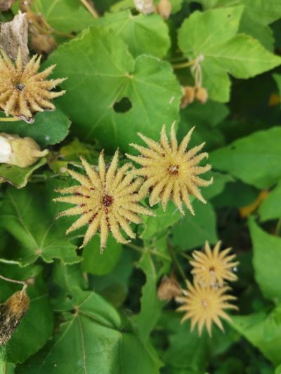 Corynabutilon vitifolium, photographed by Inao Vasquez
