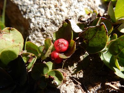 Gaultheria humifusa, photographed by Matt Lavin