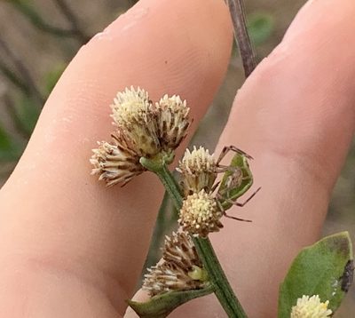 Baccharis glomeruliflora, photographed by natalie