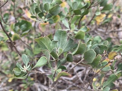 Garberia heterophylla, photographed by natalie