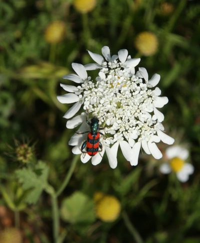 Artedia squamata, photographed by Oleg Kosterin