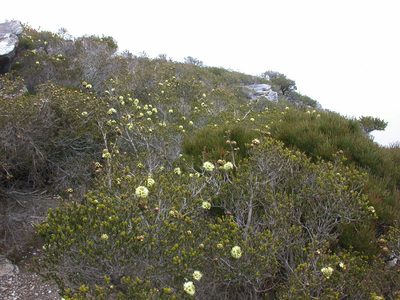 Kunzea montana, photographed by Daniel S. Katz