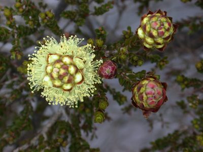 Kunzea montana, photographed by Daniel S. Katz