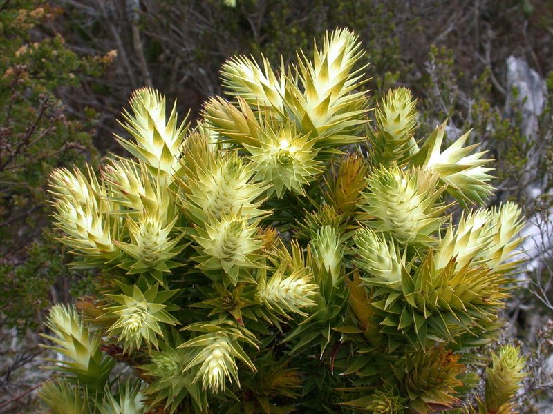 Andersonia axilliflora, photographed by Daniel S. Katz