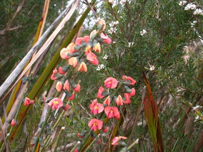 Sphaerolobium grandiflorum, photographed by Daniel S. Katz