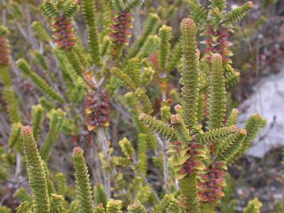 Melaleuca transversa, photographed by Daniel S. Katz