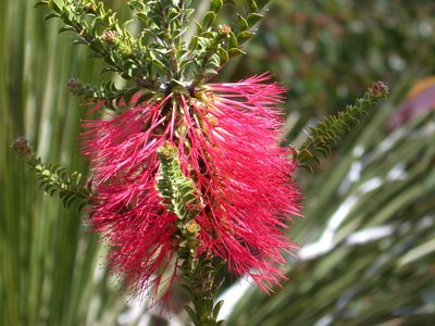 Melaleuca transversa, photographed by Daniel S. Katz