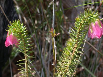 Darwinia leiostyla, photographed by Daniel S. Katz