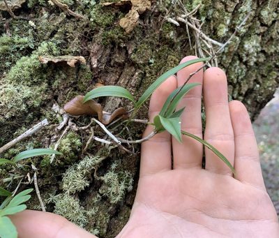 Epidendrum conopseum, photographed by natalie