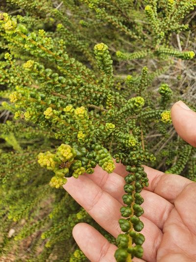 Myrica picardae, photographed by Yolanda M. Leon