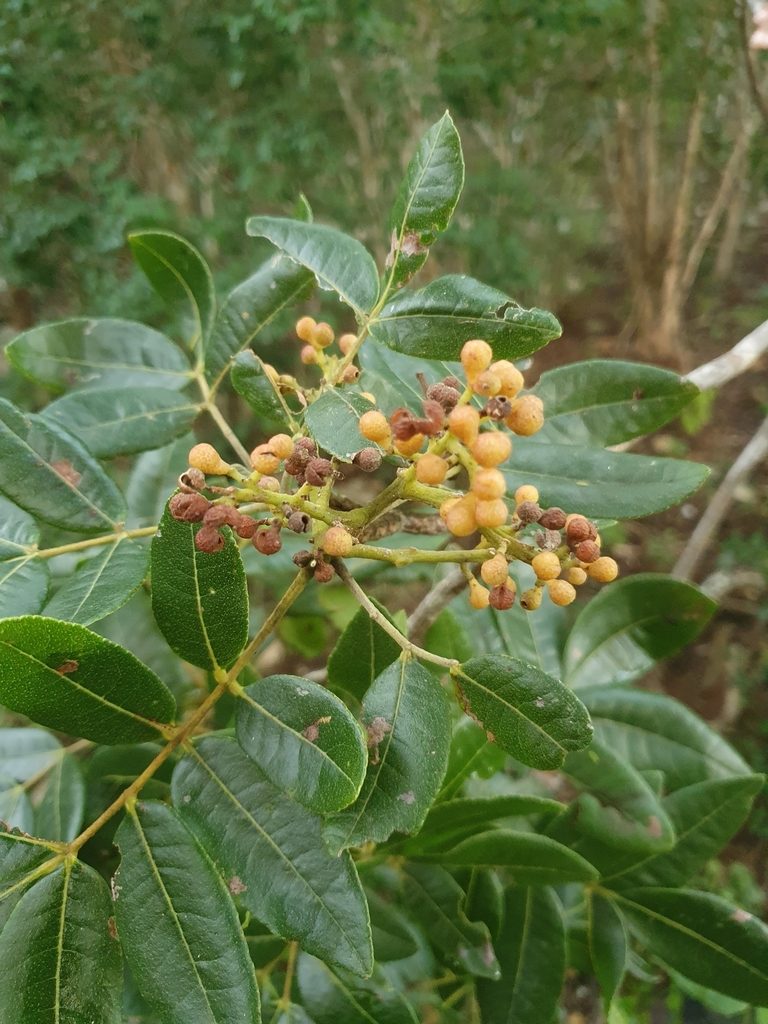 Zanthoxylum flavum, photographed by Yolanda M. Leon