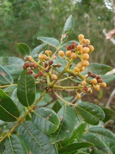 Zanthoxylum flavum, photographed by Yolanda M. Leon