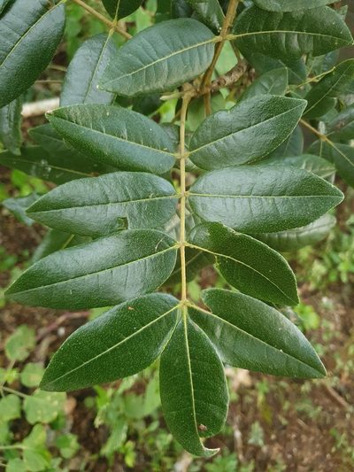 Zanthoxylum flavum, photographed by Yolanda M. Leon