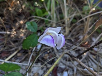 Leptospron adenanthum, photographed by Michelle Sevcovas