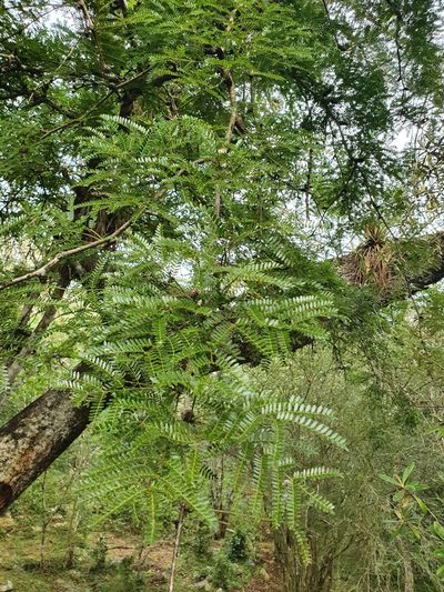 Arcoa gonavensis, photographed by Yolanda M. Leon