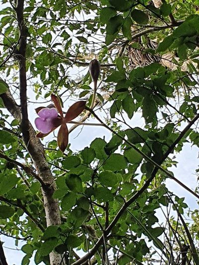 Psychilis atropurpurea, photographed by Yolanda M. Leon
