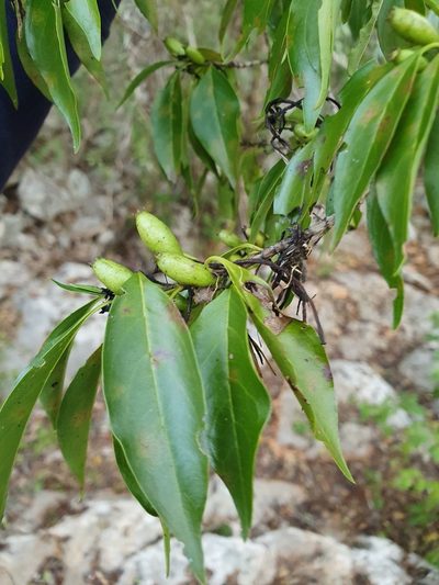 Exostema caribaeum, photographed by Yolanda M. Leon