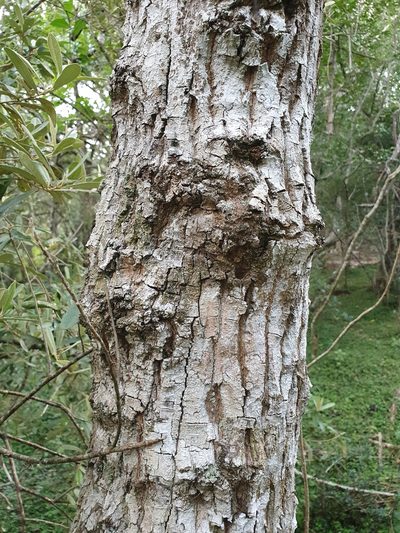 Krugiodendron ferreum, photographed by Yolanda M. Leon