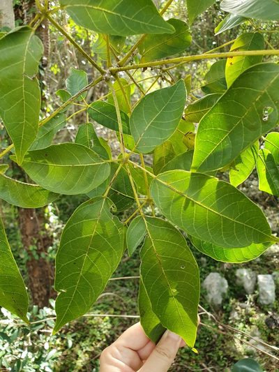 Ekmanianthe longiflora, photographed by Yolanda M. Leon