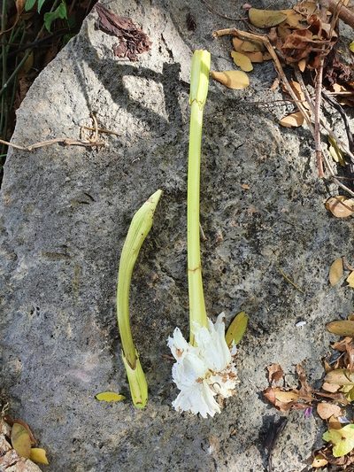 Ekmanianthe longiflora, photographed by Yolanda M. Leon