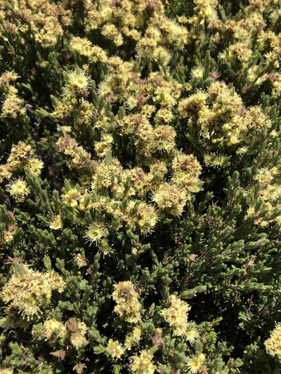 Kunzea muelleri, photographed by Daniel Falster