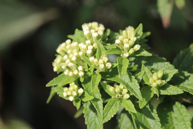 Ageratina brevipes, photographed by José Belem Hernández Díaz