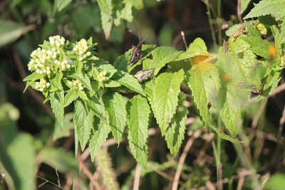 Ageratina brevipes, photographed by José Belem Hernández Díaz