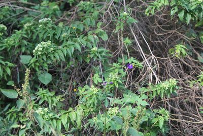 Ageratina brevipes, photographed by José Belem Hernández Díaz