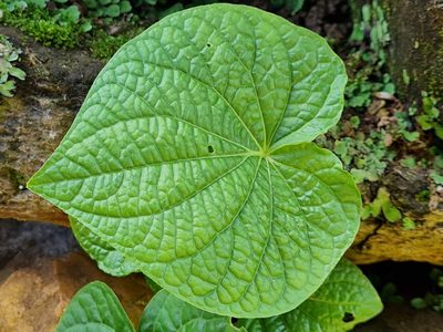 Piper umbellatum, photographed by Ronald Péret