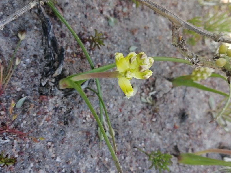 Lachenalia mathewsii, photographed by sharndreheuvel