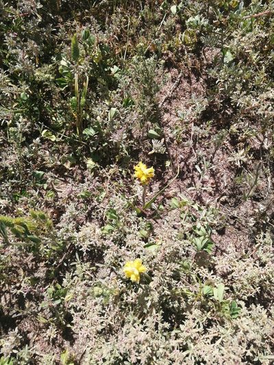 Lachenalia mathewsii, photographed by sharndreheuvel