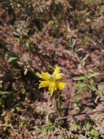 Lachenalia mathewsii, photographed by sharndreheuvel