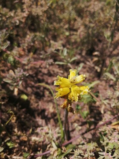 Lachenalia mathewsii, photographed by sharndreheuvel