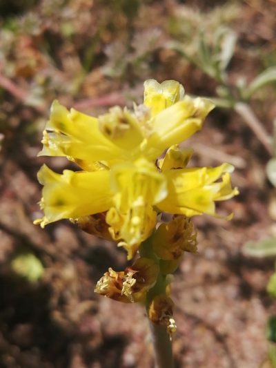 Lachenalia mathewsii, photographed by sharndreheuvel