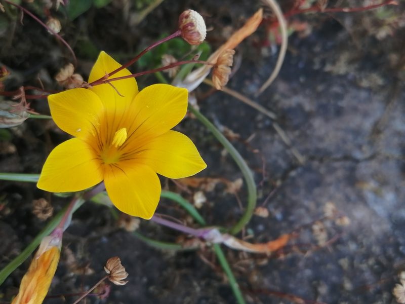 Romulea saldanhensis, photographed by sharndreheuvel