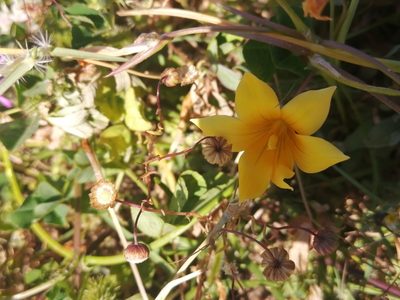 Romulea saldanhensis, photographed by sharndreheuvel