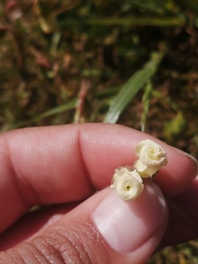 Hermannia litoralis, photographed by sharndreheuvel