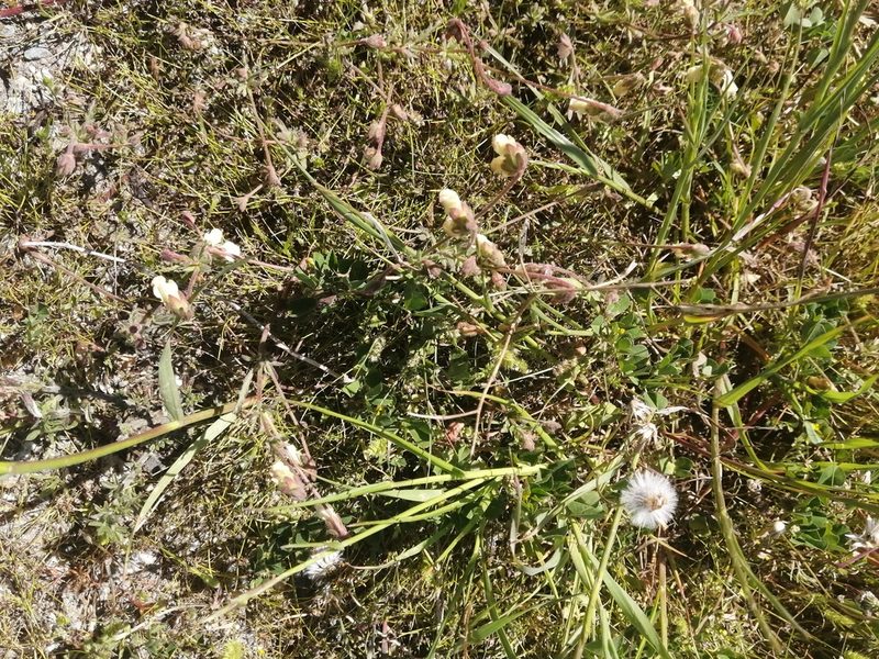 Hermannia litoralis, photographed by sharndreheuvel