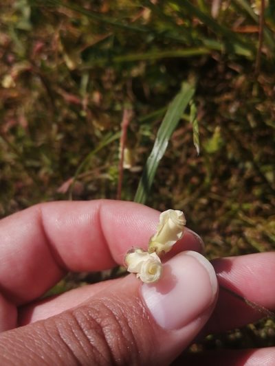 Hermannia litoralis, photographed by sharndreheuvel