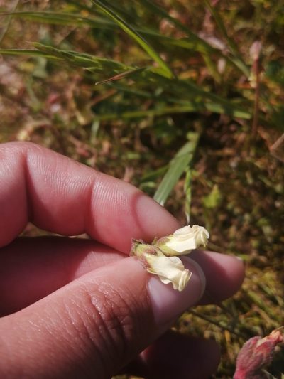 Hermannia litoralis, photographed by sharndreheuvel
