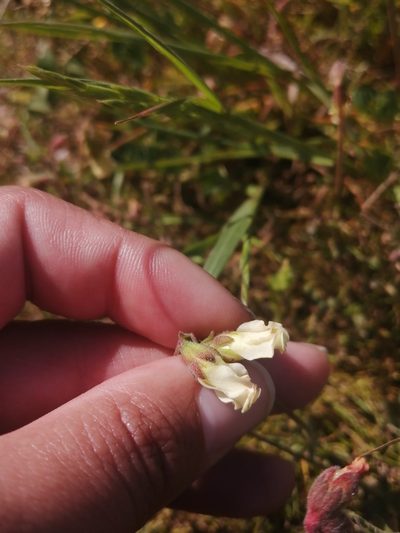 Hermannia litoralis, photographed by sharndreheuvel