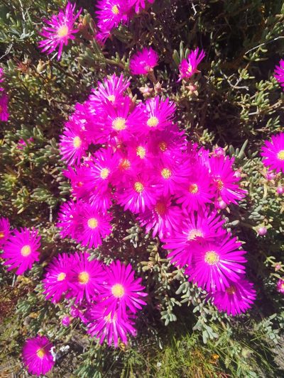 Lampranthus vernalis, photographed by sharndreheuvel